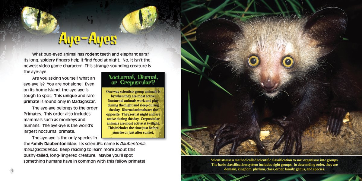 Aye-ayes (Nocturnal Animals) - Image 3